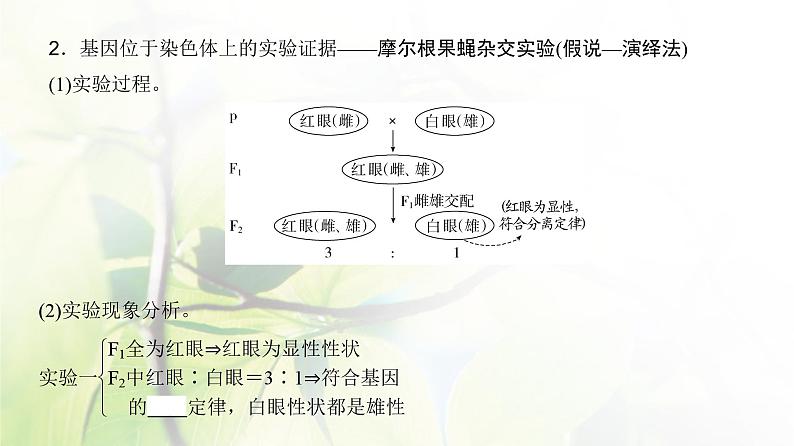 人教版2024届高考生物一轮复习伴性遗传和人类遗传病教学课件 (2)04