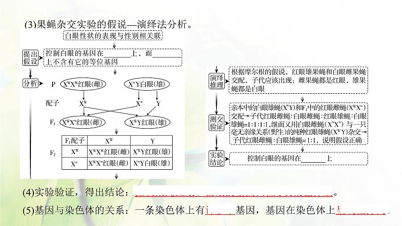 人教版2024届高考生物一轮复习伴性遗传和人类遗传病教学课件 (2)05