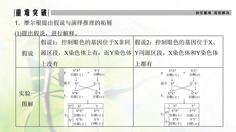 人教版2024届高考生物一轮复习伴性遗传和人类遗传病教学课件 (2)06