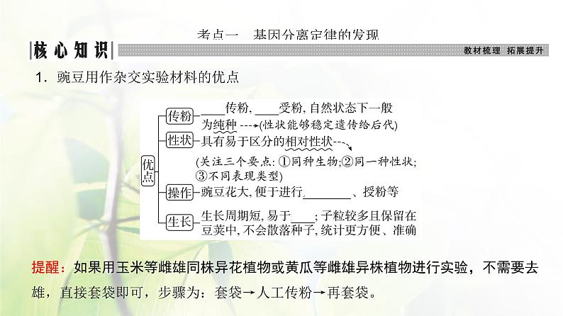 人教版2024届高考生物一轮复习基因的分离定律教学课件 (2)第3页