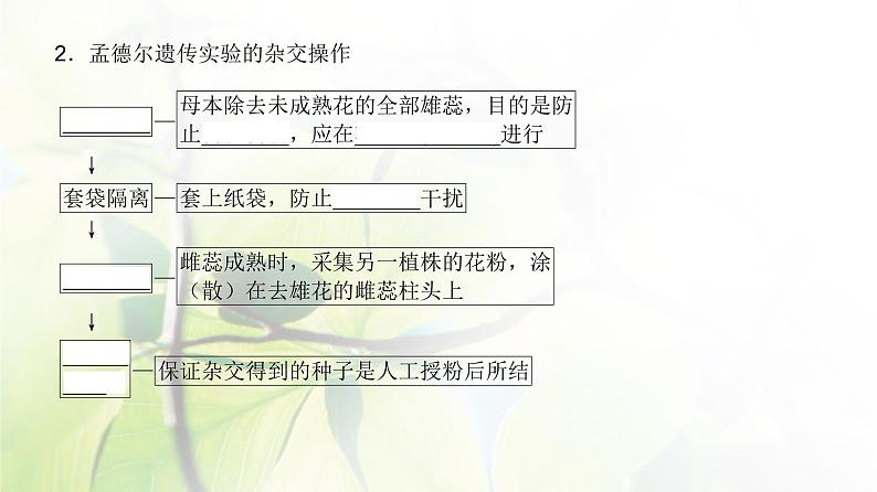 人教版2024届高考生物一轮复习基因的分离定律教学课件 (2)第4页