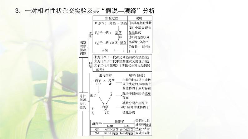 人教版2024届高考生物一轮复习基因的分离定律教学课件 (2)第5页