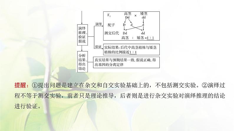 人教版2024届高考生物一轮复习基因的分离定律教学课件 (2)第6页