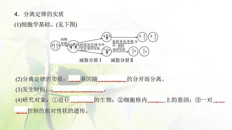 人教版2024届高考生物一轮复习基因的分离定律教学课件 (2)第7页