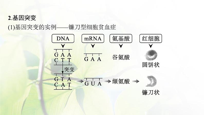 人教版2024届高考生物一轮复习基因突变与基因重组教学课件 (2)第6页