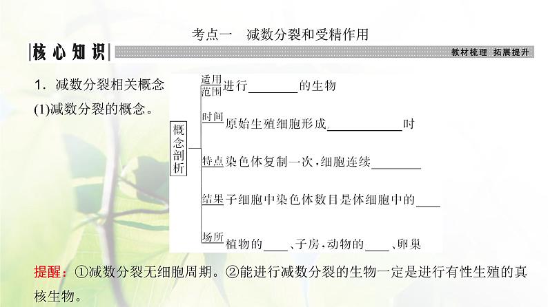 人教版2024届高考生物一轮复习减数分裂和受精作用教学课件 (2)第3页