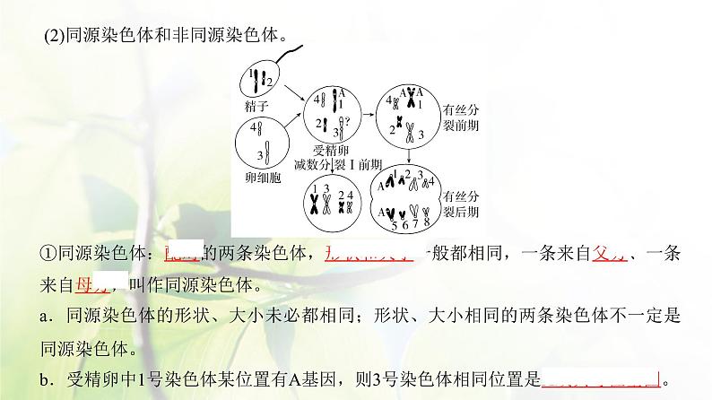 人教版2024届高考生物一轮复习减数分裂和受精作用教学课件 (2)第4页