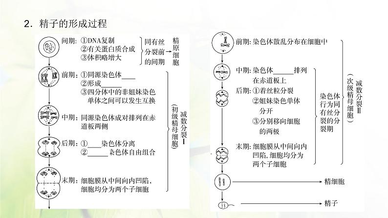 人教版2024届高考生物一轮复习减数分裂和受精作用教学课件 (2)第7页