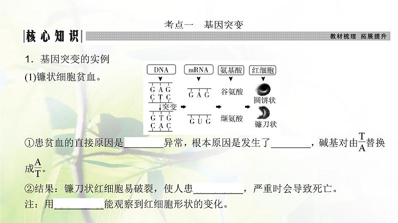 人教版2024届高考生物一轮复习基因突变与基因重组教学课件第3页