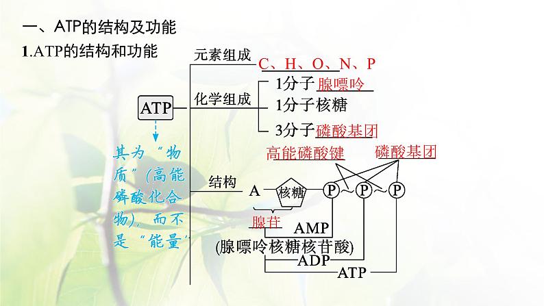 人教版2024届高考生物一轮复习ATP与细胞呼吸教学课件第5页