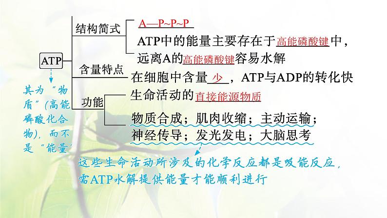 人教版2024届高考生物一轮复习ATP与细胞呼吸教学课件第6页