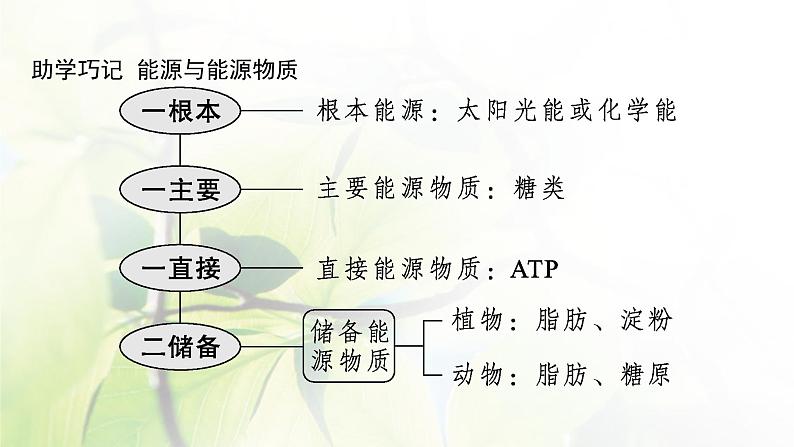 人教版2024届高考生物一轮复习ATP与细胞呼吸教学课件第7页