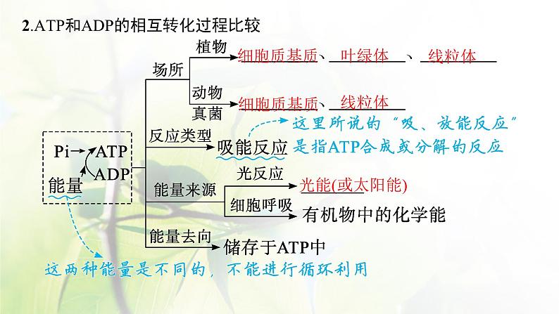 人教版2024届高考生物一轮复习ATP与细胞呼吸教学课件第8页