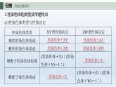 人教版2024届高考生物一轮复习伴性遗传的特点与应用及人类遗传病教学课件