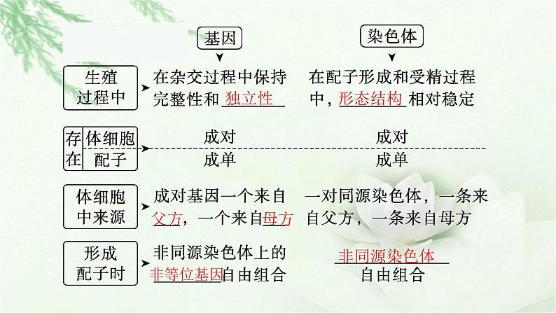 人教版2024届高考生物一轮复习伴性遗传和人类遗传病教学课件06