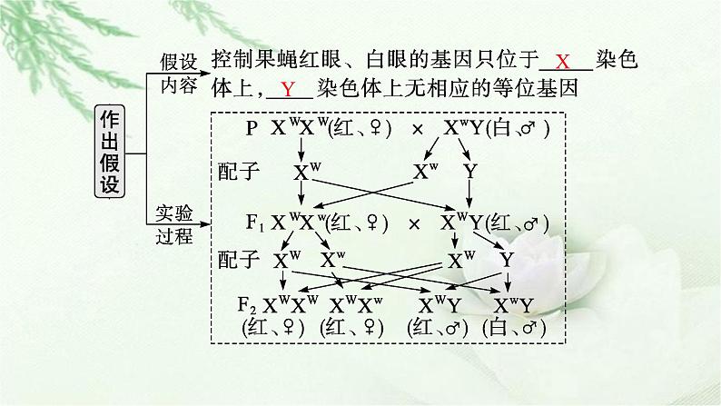 人教版2024届高考生物一轮复习伴性遗传和人类遗传病教学课件08