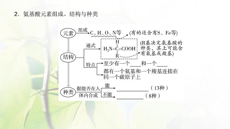 人教版2024届高考生物一轮复习蛋白质和核酸教学课件 (2)第4页