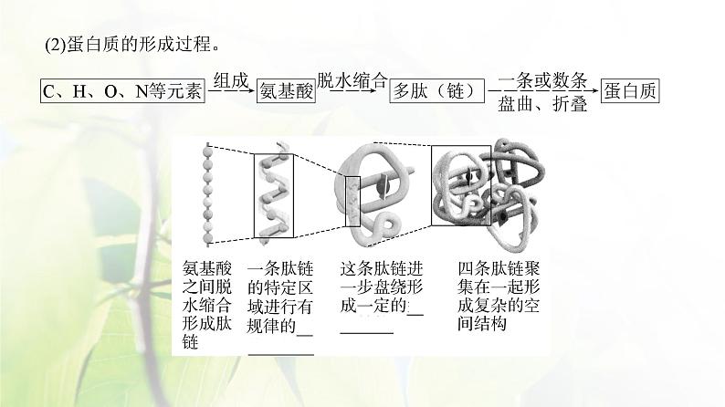 人教版2024届高考生物一轮复习蛋白质和核酸教学课件 (2)第6页