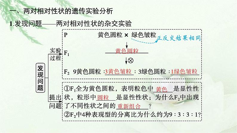 人教版2024届高考生物一轮复习基因的自由组合定律教学课件第5页