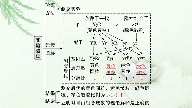 人教版2024届高考生物一轮复习基因的自由组合定律教学课件第8页