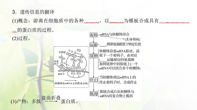 人教版2024届高考生物一轮复习基因的表达教学课件第6页