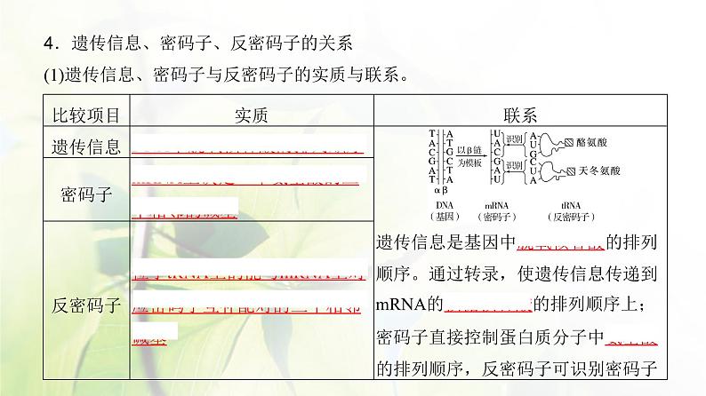 人教版2024届高考生物一轮复习基因的表达教学课件第7页