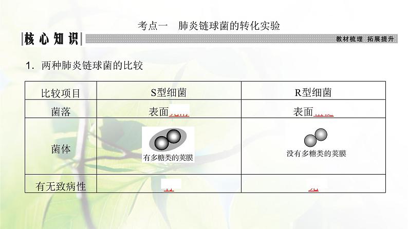 人教版2024届高考生物一轮复习DNA是主要的遗传物质教学课件第3页