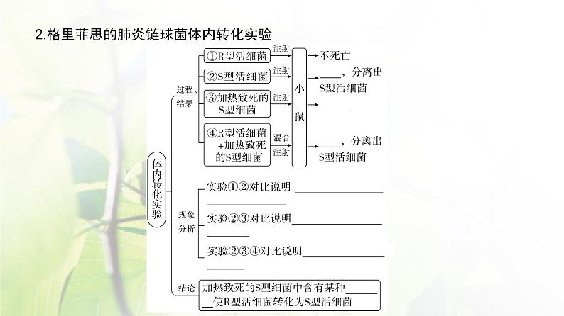 人教版2024届高考生物一轮复习DNA是主要的遗传物质教学课件第4页