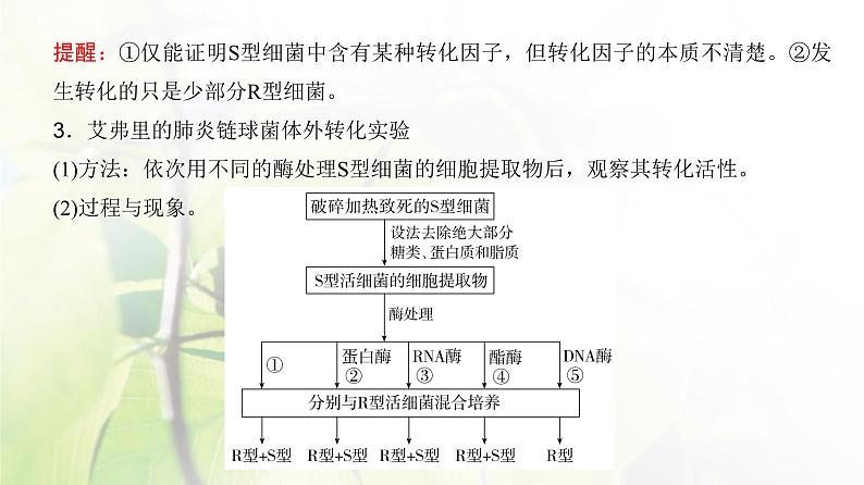 人教版2024届高考生物一轮复习DNA是主要的遗传物质教学课件第5页