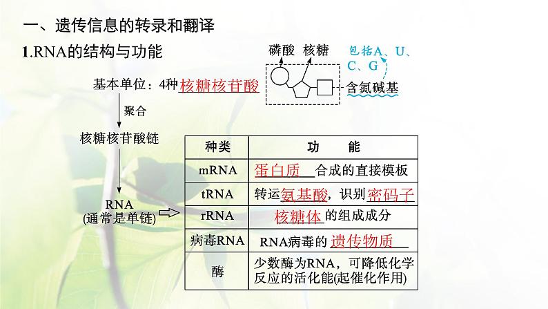 人教版2024届高考生物一轮复习基因的表达教学课件 (2)第5页