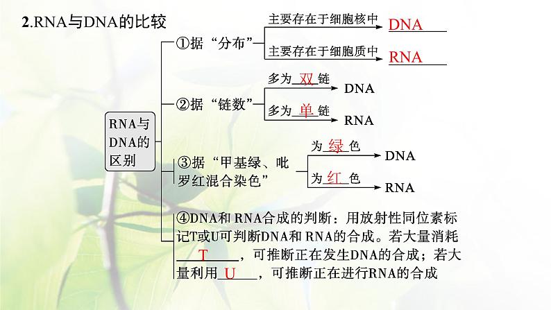 人教版2024届高考生物一轮复习基因的表达教学课件 (2)第6页