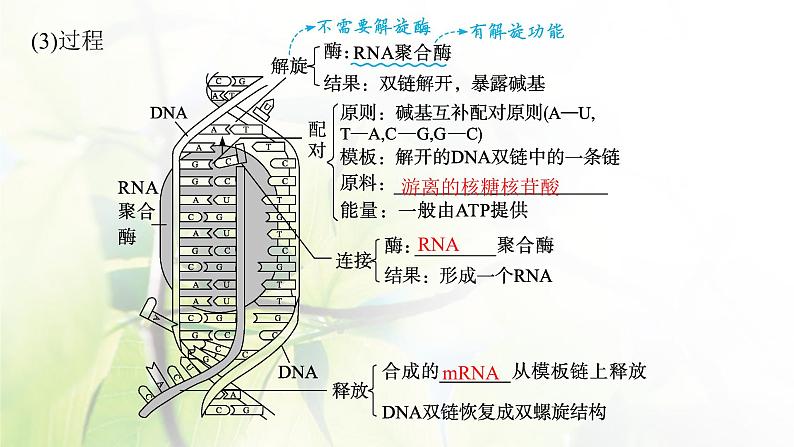 人教版2024届高考生物一轮复习基因的表达教学课件 (2)第8页