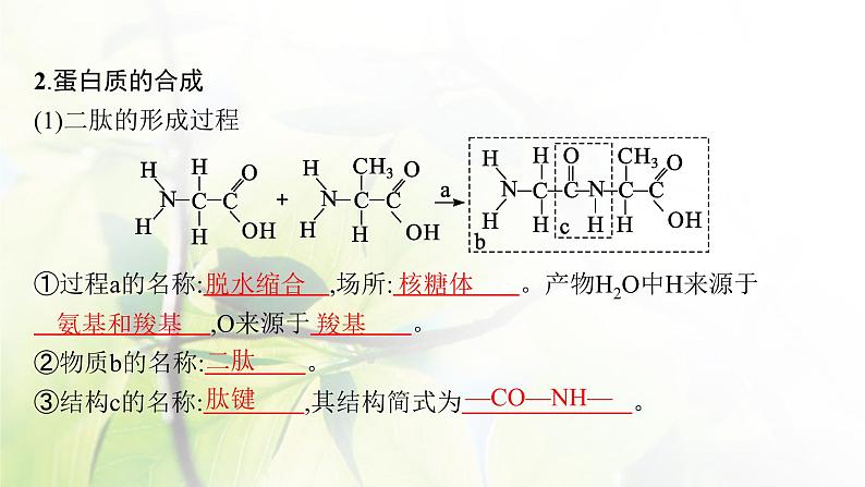 人教版2024届高考生物一轮复习蛋白质和核酸教学课件第6页