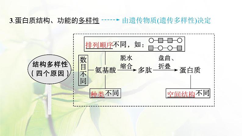 人教版2024届高考生物一轮复习蛋白质和核酸教学课件第8页