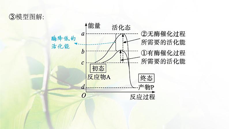 人教版2024届高考生物一轮复习降低化学反应活化能的酶教学课件08