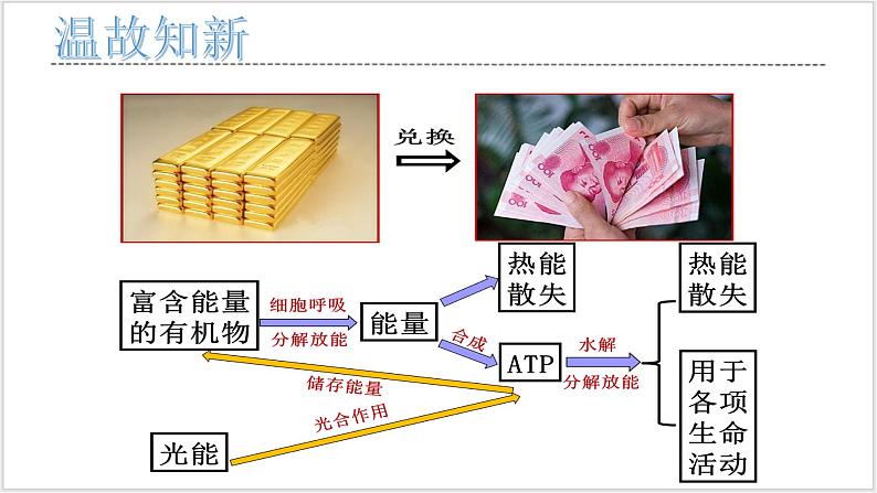 5.3《细胞呼吸的原理和应用》 第3页