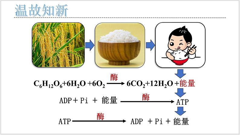 人教版2019必修一高中生物学5.4《光合作用与能量转化》课件+同步分层练习03