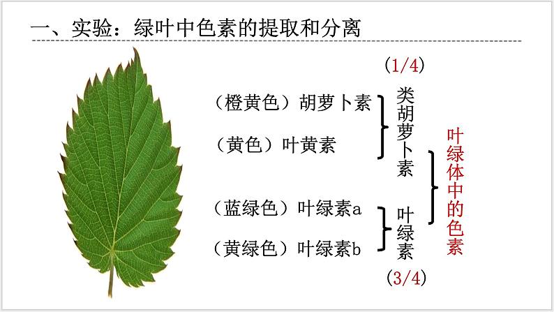 人教版2019必修一高中生物学5.4《光合作用与能量转化》课件+同步分层练习05