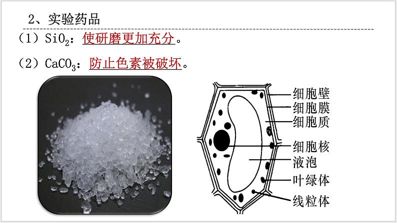 人教版2019必修一高中生物学5.4《光合作用与能量转化》课件+同步分层练习07