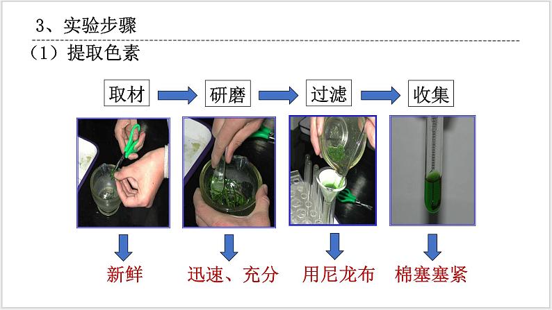 人教版2019必修一高中生物学5.4《光合作用与能量转化》课件+同步分层练习08