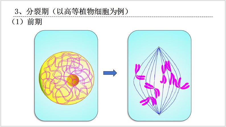 人教版2019必修一高中生物学6.1《细胞的增殖》课件+同步分层练习07