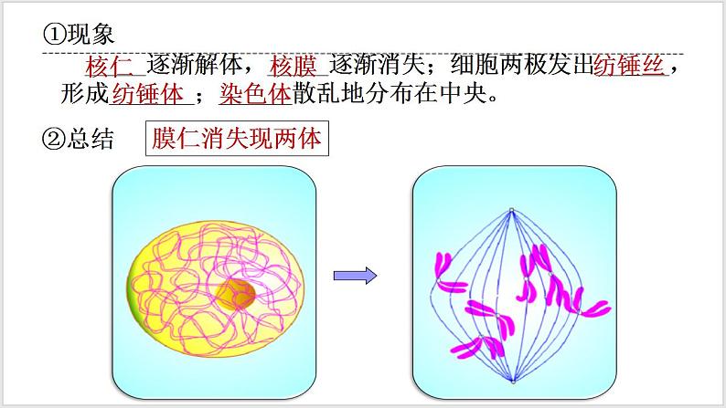 人教版2019必修一高中生物学6.1《细胞的增殖》课件+同步分层练习08