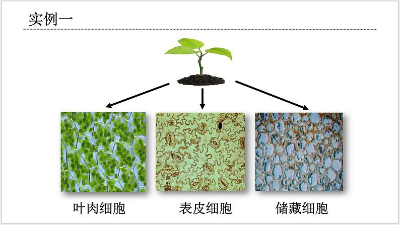 人教版2019必修一高中生物学6.2《细胞的分化》课件+同步分层练习03