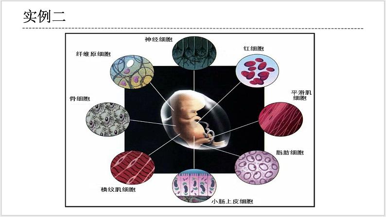 人教版2019必修一高中生物学6.2《细胞的分化》课件+同步分层练习04