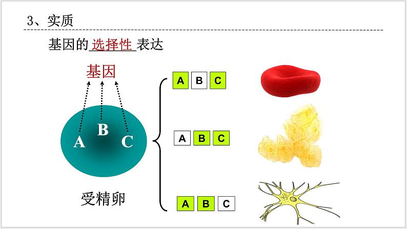 人教版2019必修一高中生物学6.2《细胞的分化》课件+同步分层练习06