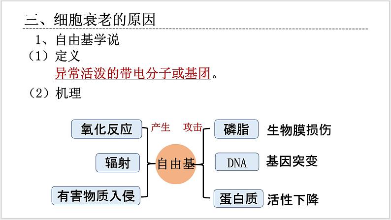 人教版2019必修一高中生物学6.3《细胞的衰老和死亡》课件+同步分层练习06