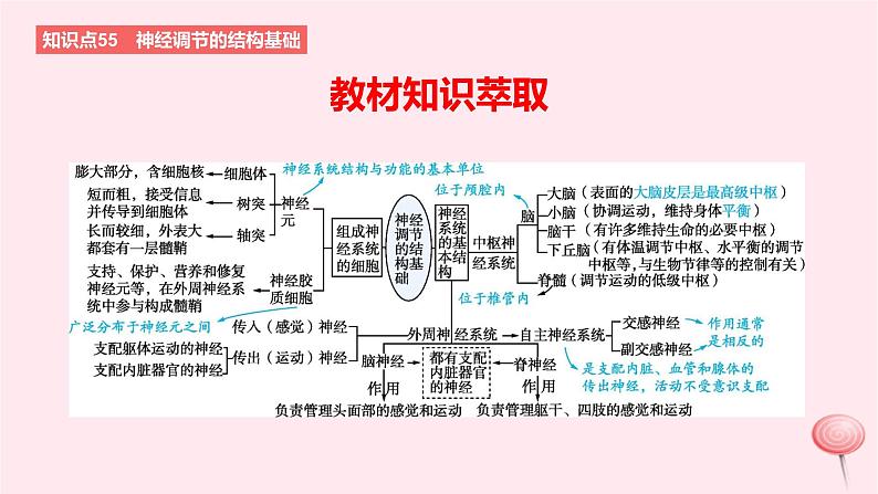 2024版高考生物一轮复习教材基础练第八章动物生命活动的调节第2节神经调节教学课件第2页