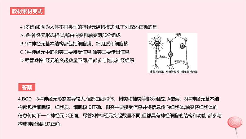 2024版高考生物一轮复习教材基础练第八章动物生命活动的调节第2节神经调节教学课件第8页