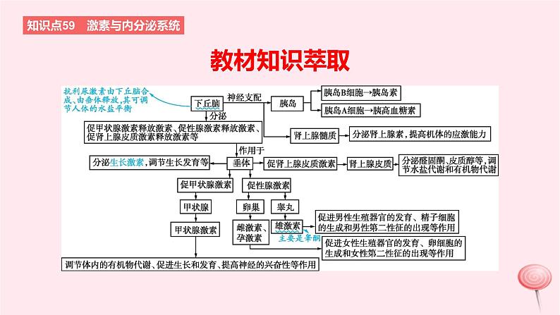 2024版高考生物一轮复习教材基础练第八章动物生命活动的调节第3节体液调节及其与神经调节的关系教学课件02