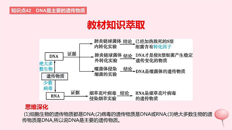 2024版高考生物一轮复习教材基础练第六章遗传的分子基础第1节DNA是主要的遗传物质教学课件第2页